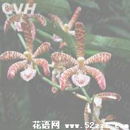 宁波江北花蜘蛛兰的花语