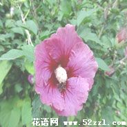 宁波江北扶桑花的花语