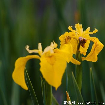 宁波江北小鸢尾花（明黄色）的花语