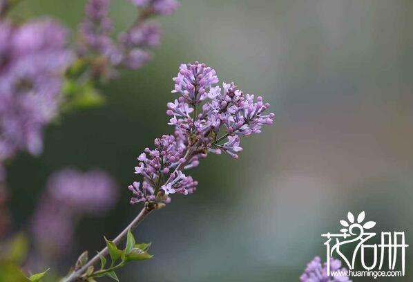 宁波江北丁香花的花语是什么 纯洁的初恋