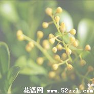 宁波江北米兰花的花语