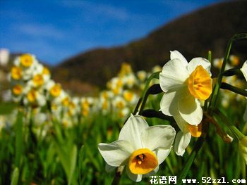 宁波江北山水仙的花语