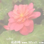 宁波江北待宵花的花语