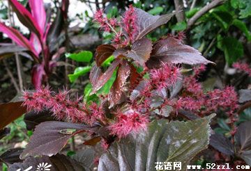 宁波江北红桑花（铁苋菜）的花语