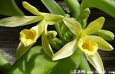 宁波江北香子兰（香荚兰）的花语