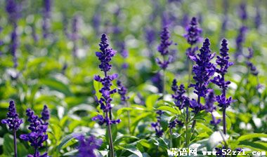 宁波江北鼠尾草的花语