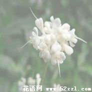 宁波江北杜若花的花语