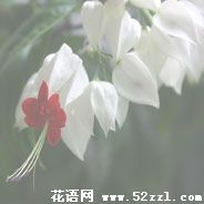 宁波江北龙吐珠的花语