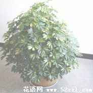 宁波江北鹅掌柴的花语