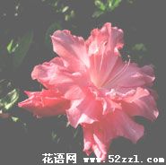 宁波江北杜鹃花的花语