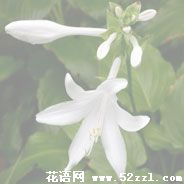 宁波江北晚香玉（夜来香）的花语