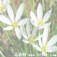 宁波江北葱兰的花语