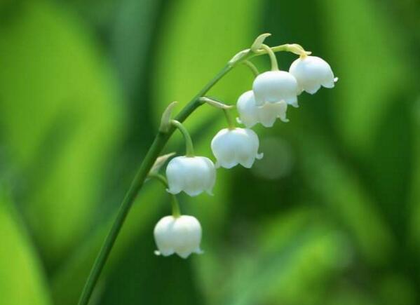 宁波江北铃兰花花语