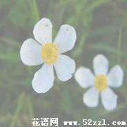 宁波江北银莲花的花语