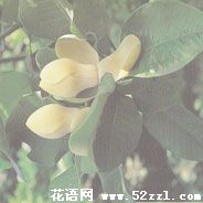 宁波江北优昙花（山玉兰）的花语